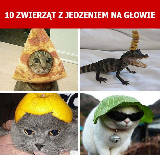10 zwierząt z jedzeniem na głowie