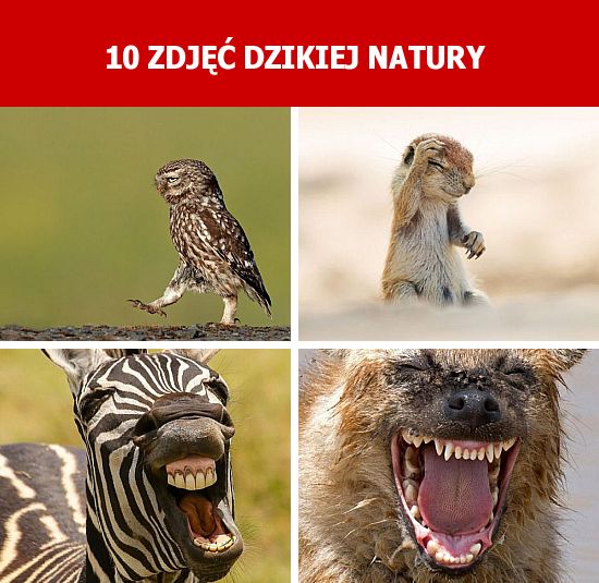 10 zdjęć dzikiej natury
