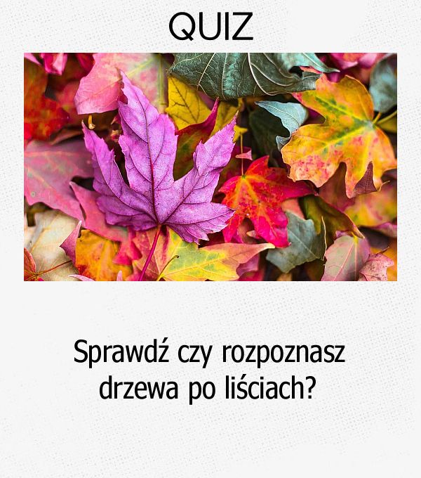 Sprawdź czy rozpoznasz drzewa po liściach?