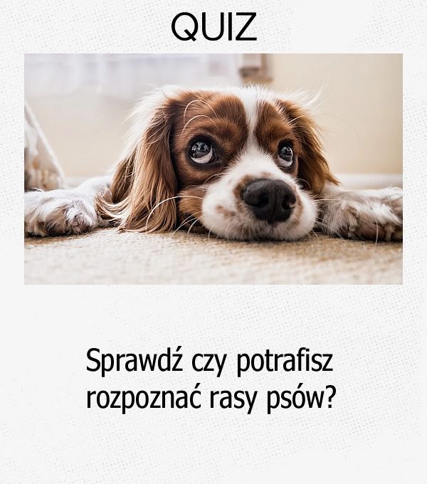 Sprawdź czy potrafisz rozpoznać rasy psów?