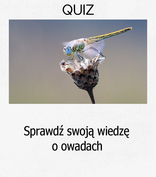 Sprawdź swoją wiedzę o owadach