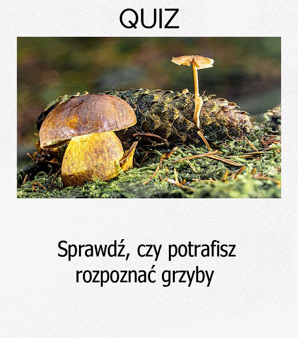 Sprawdź, czy potrafisz rozpoznać grzyby