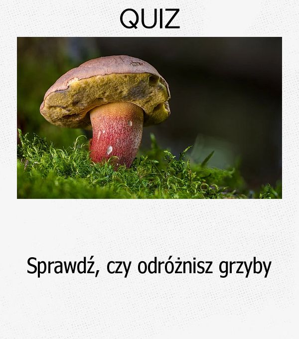 Sprawdź, czy odróżnisz grzyby.