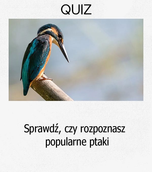 Sprawdź, czy rozpoznasz popularne ptaki