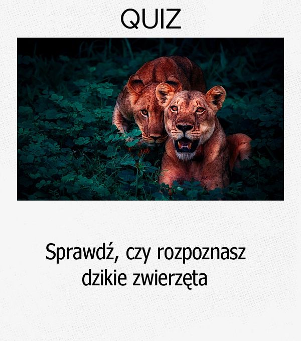 Sprawdź, czy rozpoznasz dzikie zwierzęta