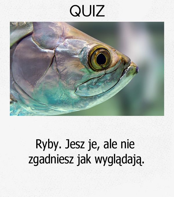 Ryby. Jesz je, ale nie zgadniesz jak wyglądają.