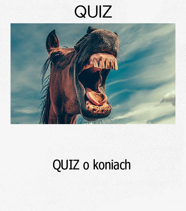 QUIZ o koniach