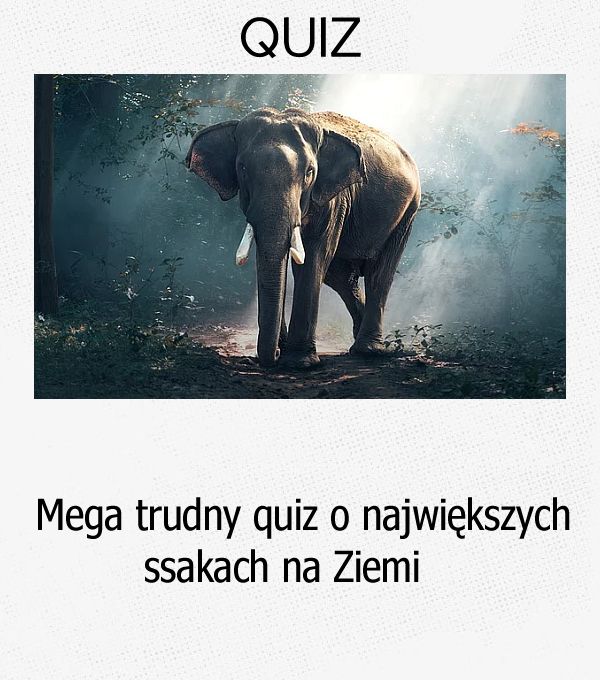 Mega trudny quiz o największych ssakach na Ziemi