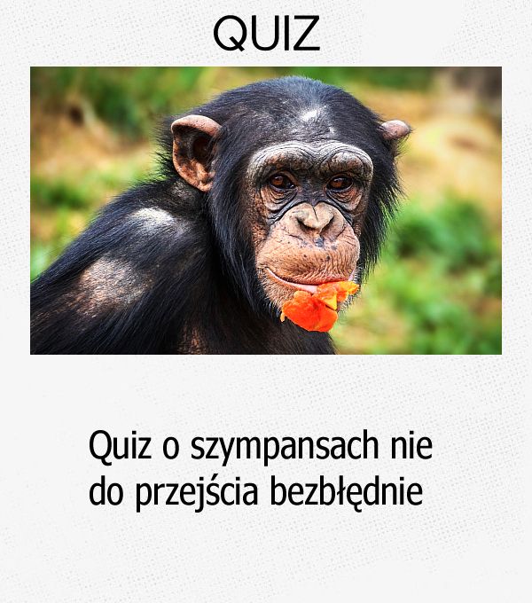 Quiz o szympansach nie do przejścia bezbłędnie