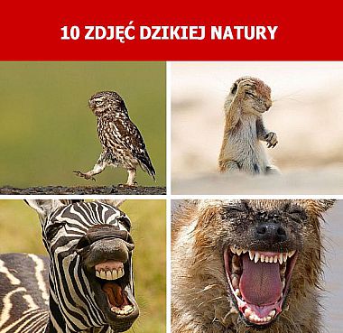 10 zdjęć dzikiej natury