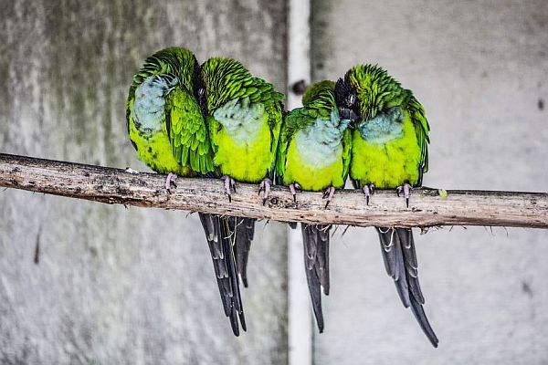 10 zdjęć ptaków siedzących w sympatycznej grupie
