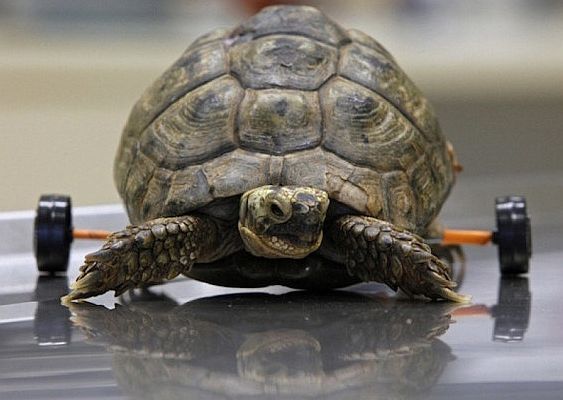 10 zwierząt którym pomogli ludzie
